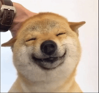 funnydog.gif