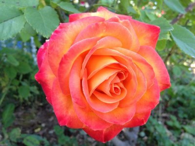 rose for mom birthday.jpg