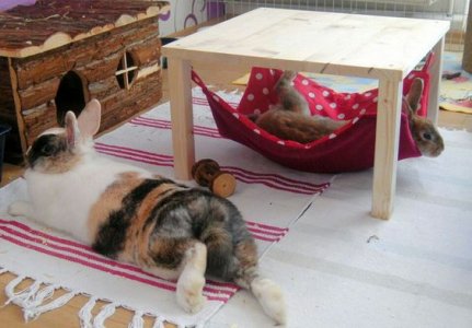 hammock.jpg