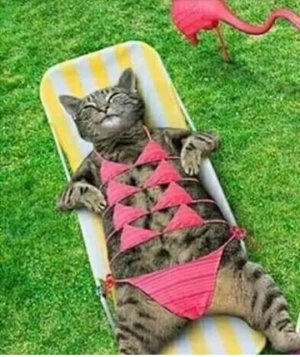 catbikini.jpg