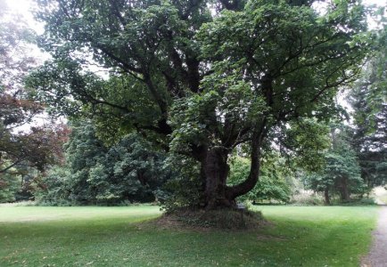 dule tree.jpg