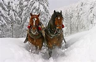 horsessnow.jpg