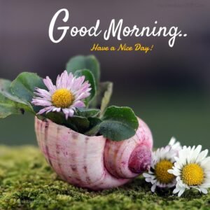 beautiful-sea-conch-good-morning-images-300x300.jpg