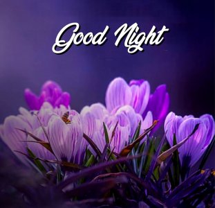 good-night-images.jpg