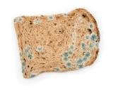 Image result for photo of moldy bread