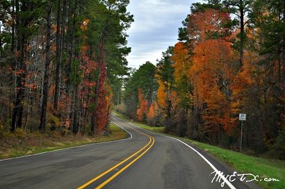 houston county E texas.jpg