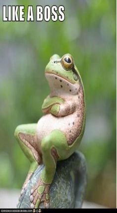 dd9f667a0bca348ab1cc02a0ee5fdb04--funny-animals.jpg