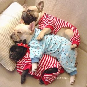 goodnight_pups.jpg