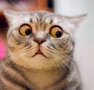 cat.jpg