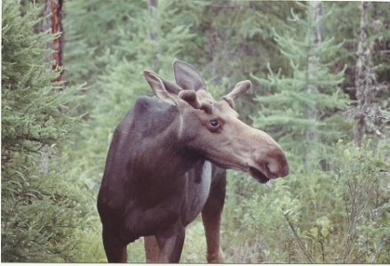 moose.jpg