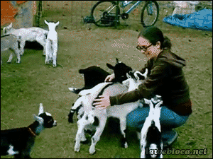 2.gif