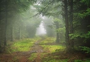 mistyforest.jpg
