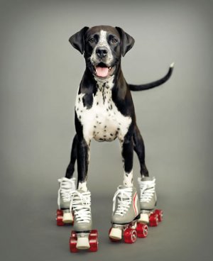 12-Funny-Pet-Photography-Ideas-1.jpg