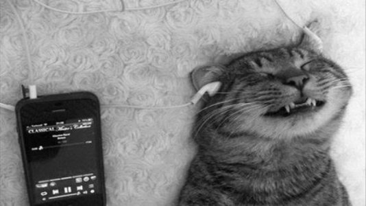 40-Pictures-of-Funny-Cool-Animals-Feature-Image-1280x720.jpg