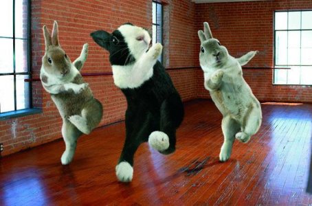 dancing_bunnies.jpg