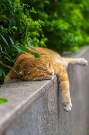 peace cat 2.jpg