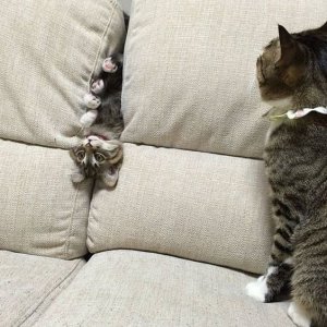8edde44ea89a53a3df9e35346d53853b--home-decor-funny-cats.jpg