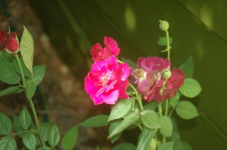 rose.jpg
