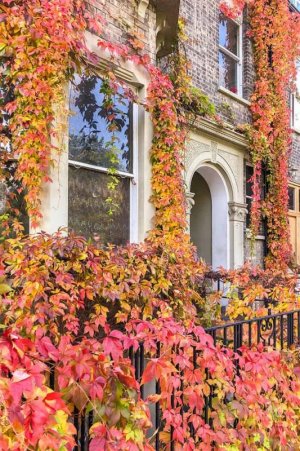 Autumn-Colour-in-London-Hampstead-Willow-Road[1].jpg