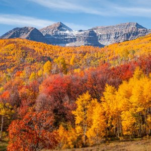 scenic-view-of-trees-during-autumn-against-sky-royalty-free-image-1568058649[1].jpg