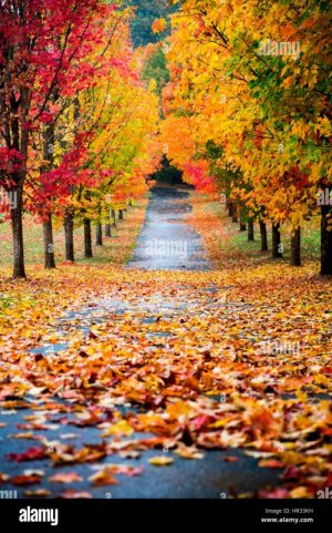 fall-season-in-beautiful-oregon-HR33KH[1].jpg