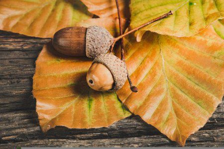 acorns-5646979__340[1].jpg