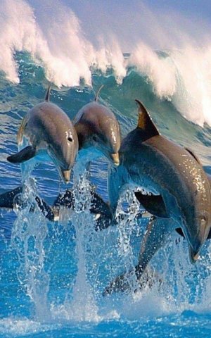 tumblr_0dd90a598758f7e2fe5ff3ca2e0e7a8b_72771190_640.jpg