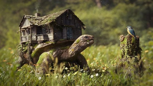 HD-wallpaper-you-are-welcome-in-my-house-house-bird-green-turtle-funny-creative-animal-situation.jpg