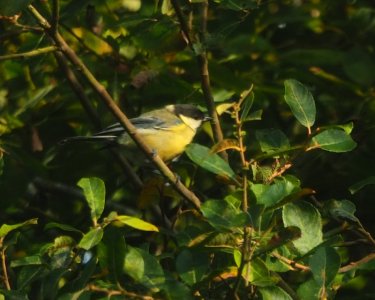 bluetit.JPG bluetit.JPG