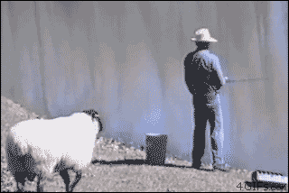 sheep.gif