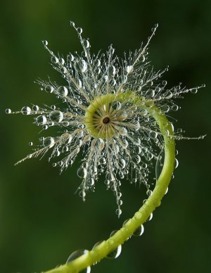 54be1fd965a82dba8d8950e1683a835c--prophetic-art-dew-drops.jpg
