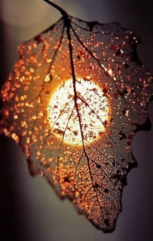 9dafe363908b4102d7f322709a7df93e--pretty-things-photography-nature-art-photography.jpg