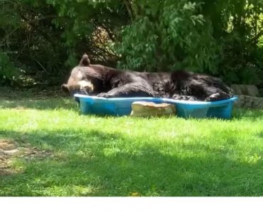 bear.jpg