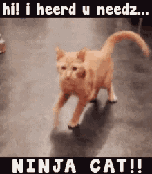 funny-animals-hi-i-heard-you-need-ninja-cat.gif