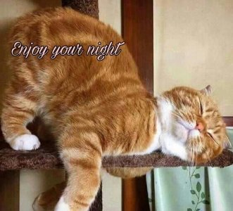 gn4.jpeg