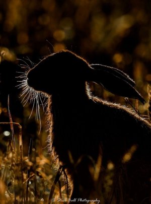 hare.jpg