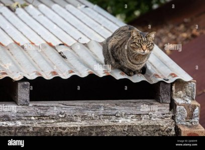 Cat on tin roof.2.jpg