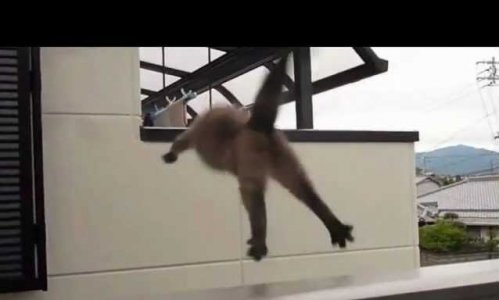 CAT.jpg