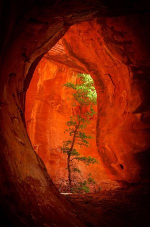 The Tree Cave_ Boynton Canyon_ Sedona, AZ.jpeg