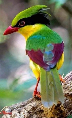 tumblr_6246859bad2bf8a44acd088a6a3c0b5b_dabbe5bf_640.jpg