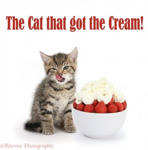 cat and cream.1.jpg
