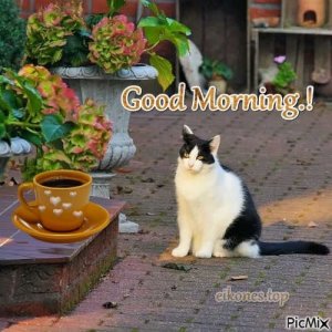 379665-Cat-And-Coffee-Good-Morning-Quote.jpg