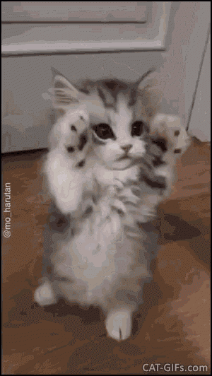 rawr-kitten.gif