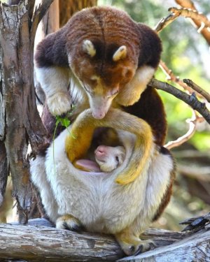 San Diego Zoo Safari Park on Instagram_ “Just wanted to make sure you were still there 💕 Litt...jpeg