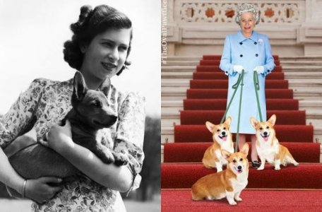 HRH and dogs.JPG