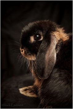 2e0b4958970420f0b811ce43ef4c4cf8[1].jpg