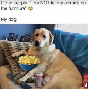 dogoncouch.jpg