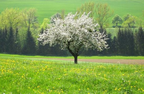 appletree.jpg