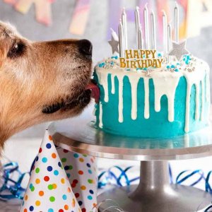 Dozer-dog-birthday-cake-SQ.jpg