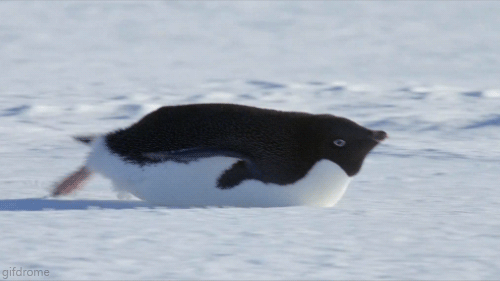 657497238cute-funny-penguin-gif.gif